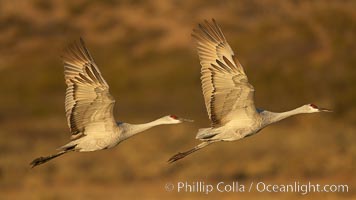 Sandhill cranes in flight, side by side in near-synchonicity, spreading their broad wides wide as they fly, Grus canadensis, Bosque del Apache National Wildlife Refuge, Socorro, New Mexico