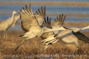 Sandhill cranes in flight, side by side in near-synchonicity, spreading their broad wides wide as they fly. Bosque del Apache National Wildlife Refuge, Socorro, New Mexico, USA, Grus canadensis, natural history stock photograph, photo id 21985