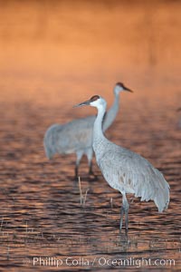 A sandhill cranes, standing in still waters with rich gold sunset light reflected around it, Grus canadensis, Bosque del Apache National Wildlife Refuge, Socorro, New Mexico