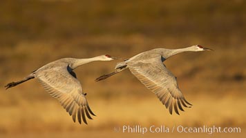 Sandhill cranes in flight, side by side in near-synchonicity, spreading their broad wides wide as they fly. Bosque del Apache National Wildlife Refuge, Socorro, New Mexico, USA, Grus canadensis, natural history stock photograph, photo id 21989