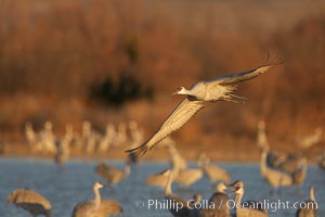 Sandhill cranes in flight in late afternoon light, Grus canadensis, Bosque del Apache National Wildlife Refuge, Socorro, New Mexico