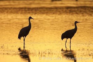 Sandhilll cranes in golden sunset light, silhouette, standing in pond, Grus canadensis, Bosque del Apache National Wildlife Refuge, Socorro, New Mexico