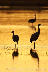 Sandhilll cranes in golden sunset light, silhouette, standing in pond, Grus canadensis, Bosque del Apache National Wildlife Refuge, Socorro, New Mexico