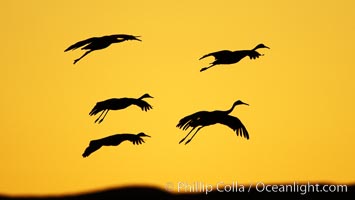 Sandhill cranes in flight, silhouetted against a richly colored evening sky, Grus canadensis, Bosque del Apache National Wildlife Refuge, Socorro, New Mexico