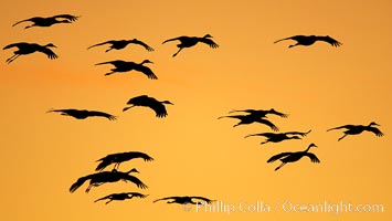 Sandhill cranes in flight, silhouetted against a richly colored evening sky, Grus canadensis, Bosque del Apache National Wildlife Refuge, Socorro, New Mexico
