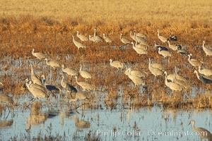 Sandhill cranes forage for corn, Grus canadensis, Bosque del Apache National Wildlife Refuge, Socorro, New Mexico