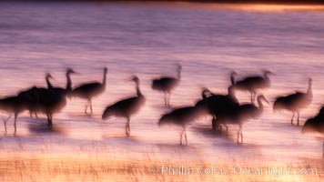 Sandhill cranes, blurred by long time exposure, colored by twilight hues, Grus canadensis, Bosque del Apache National Wildlife Refuge, Socorro, New Mexico