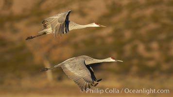 Two sandhill cranes flying side by side. Bosque del Apache National Wildlife Refuge, Socorro, New Mexico, USA, Grus canadensis, natural history stock photograph, photo id 22008