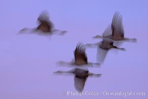 Sandhill cranes, flying across a colorful sunset sky, blur wings due to long time exposure, Grus canadensis, Bosque del Apache National Wildlife Refuge, Socorro, New Mexico