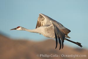 Sandhill crane spreads its broad wings as it takes flight in early morning light.  This crane is one of over 5000 present in Bosque del Apache National Wildlife Refuge, stopping here during its winter migration, Grus canadensis, Socorro, New Mexico