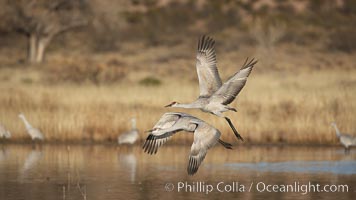 Sandhill cranes in flight, side by side in near-synchonicity, spreading their broad wides wide as they fly, Grus canadensis, Bosque del Apache National Wildlife Refuge, Socorro, New Mexico