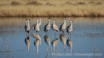 Sandhill cranes, reflected in the still waters of one of the Bosque del Apache NWR crane pools, Grus canadensis, Bosque del Apache National Wildlife Refuge, Socorro, New Mexico