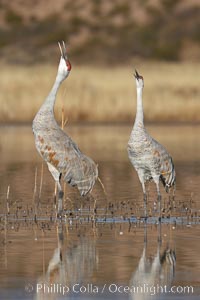 Two sandhill cranes, reflected in mirror-still waters at sunrise, Grus canadensis, Bosque del Apache National Wildlife Refuge, Socorro, New Mexico