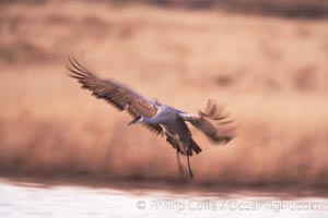 Sandhill crane, blurred by long time exposure, slows to land on a pond, Grus canadensis, Bosque del Apache National Wildlife Refuge, Socorro, New Mexico