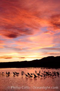 Sunset at Bosque del Apache National Wildlife Refuge, with sandhill cranes silhouetted in reflection in the calm pond.  Spectacular sunsets at Bosque del Apache, rich in reds, oranges, yellows and purples, make for striking reflections of the thousands of cranes and geese found in the refuge each winter, Grus canadensis, Socorro, New Mexico