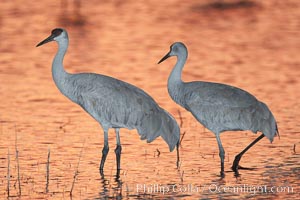 Sandhill cranes, standing in still waters with rich gold sunset light reflected around them, Grus canadensis, Bosque del Apache National Wildlife Refuge, Socorro, New Mexico