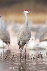 Sandhill cranes reflected in still waters, Grus canadensis, Bosque del Apache National Wildlife Refuge, Socorro, New Mexico