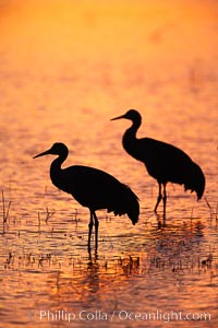 Sandhill cranes, standing in still waters with rich gold sunset light reflected around them, Grus canadensis, Bosque del Apache National Wildlife Refuge, Socorro, New Mexico