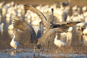 Sandhill cranes posture and socialize, Grus canadensis, Bosque del Apache National Wildlife Refuge, Socorro, New Mexico