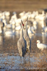 Sandhill cranes posture and socialize. Bosque del Apache National Wildlife Refuge, Socorro, New Mexico, USA, Grus canadensis, natural history stock photograph, photo id 21888