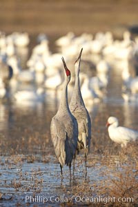 Sandhill cranes posture and socialize, Grus canadensis, Bosque del Apache National Wildlife Refuge, Socorro, New Mexico