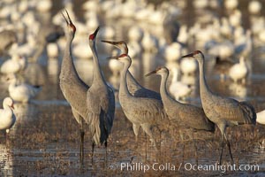 Sandhill cranes posture and socialize, Grus canadensis, Bosque del Apache National Wildlife Refuge, Socorro, New Mexico