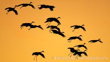 Sandhill cranes in flight, silhouetted against a richly colored evening sky, Grus canadensis, Bosque del Apache National Wildlife Refuge, Socorro, New Mexico