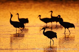 Sandhilll cranes in golden sunset light, silhouette, standing in pond, Grus canadensis, Bosque del Apache National Wildlife Refuge, Socorro, New Mexico