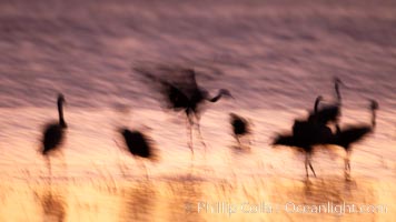 Sandhill cranes, blurred by long time exposure, colored by twilight hues, Grus canadensis, Bosque del Apache National Wildlife Refuge, Socorro, New Mexico