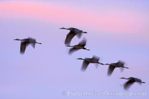 Sandhill cranes, flying across a colorful sunset sky, blur wings due to long time exposure, Grus canadensis, Bosque del Apache National Wildlife Refuge, Socorro, New Mexico
