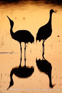 Two sandhill cranes stand side by side in a golden silhouette, mirrored in still water, Grus canadensis, Bosque del Apache National Wildlife Refuge, Socorro, New Mexico