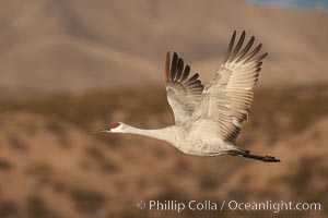 Sandhill crane spreads its broad wings as it takes flight in early morning light.  This crane is one of over 5000 present in Bosque del Apache National Wildlife Refuge, stopping here during its winter migration, Grus canadensis, Socorro, New Mexico