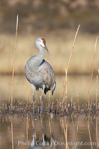 A sandhill crane is perfectly reflected, in mirror-calm waters at sunrise. Bosque del Apache National Wildlife Refuge, Socorro, New Mexico, USA, Grus canadensis, natural history stock photograph, photo id 21914