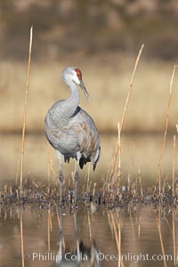 A sandhill crane is perfectly reflected, in mirror-calm waters at sunrise, Grus canadensis, Bosque del Apache National Wildlife Refuge, Socorro, New Mexico