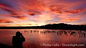 A photographer composes his perfect image of another beautiful sunset at Bosque del Apache National Wildlife Refuge, Grus canadensis, Socorro, New Mexico