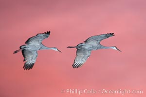 Sandhill cranes in flight at sunset, lit from below by flash, Grus canadensis, Bosque del Apache National Wildlife Refuge, Socorro, New Mexico