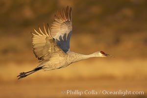 A sandhill crane in flight, spreading its wings wide which can span up to 6 1/2 feet, Grus canadensis, Bosque del Apache National Wildlife Refuge, Socorro, New Mexico