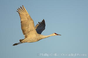 A sandhill crane in flight, spreading its wings wide which can span up to 6 1/2 feet, Grus canadensis, Bosque del Apache National Wildlife Refuge, Socorro, New Mexico