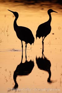 Two sandhill cranes stand side by side in a golden silhouette, mirrored in still water, Grus canadensis, Bosque del Apache National Wildlife Refuge, Socorro, New Mexico