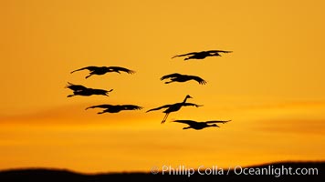 Sandhill cranes in flight, silhouetted against a richly colored evening sky, Grus canadensis, Bosque del Apache National Wildlife Refuge, Socorro, New Mexico