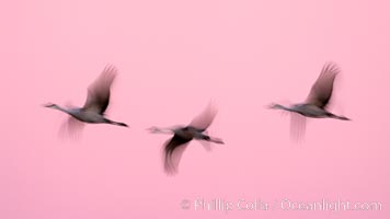 Sandhill cranes, blurred by long time exposure, fly through colorful twilight skies, Grus canadensis, Bosque del Apache National Wildlife Refuge, Socorro, New Mexico