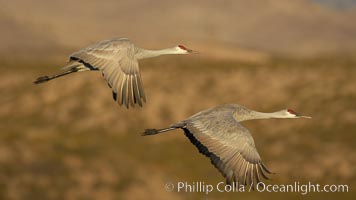 Two sandhill cranes flying side by side, Grus canadensis, Bosque del Apache National Wildlife Refuge, Socorro, New Mexico