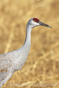 Sandhill crane portrait, as it forages in tall grass.