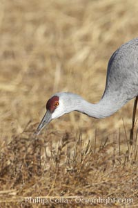 Sandhill crane portrait, as it forages in tall grass, Grus canadensis, Bosque del Apache National Wildlife Refuge, Socorro, New Mexico