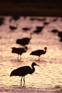 Sandhill crane silhouette, standing in crane pool at sunset, Grus canadensis, Bosque del Apache National Wildlife Refuge, Socorro, New Mexico