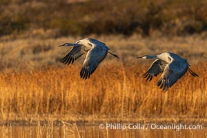 Sandhill cranes spread broad wings as they take flight in early morning light. These sandhill cranes are among thousands present in Bosque del Apache National Wildlife Refuge, stopping here during its winter migration, Grus canadensis, Socorro, New Mexico