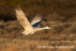 Sandhill crane spreads its broad wings as it takes flight in early morning light. This sandhill crane is among thousands present in Bosque del Apache National Wildlife Refuge, stopping here during its winter migration, Grus canadensis, Socorro, New Mexico