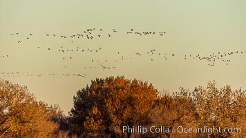 Sandhill Cranes, Bosque del Apache NWR, Grus canadensis, Bosque del Apache National Wildlife Refuge, Socorro, New Mexico