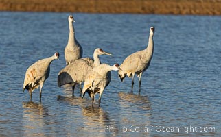 Sandhill Cranes, Bosque del Apache NWR, Grus canadensis, Bosque del Apache National Wildlife Refuge, Socorro, New Mexico