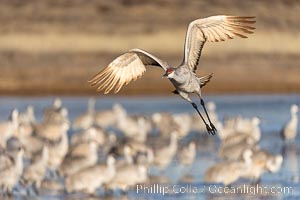 Sandhill Cranes in Flight at Sunrise, Bosque del Apache NWR. At sunrise, sandhill cranes will fly out from the pool in which they spent the night to range over Bosque del Apache NWR in search of food, returning to the pool at sunset, Grus canadensis, Bosque del Apache National Wildlife Refuge, Socorro, New Mexico